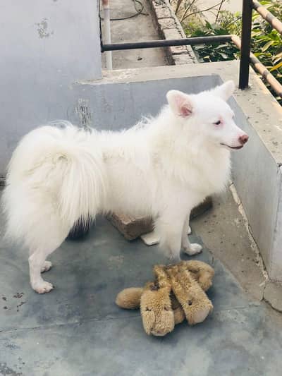 vaccination complete plus card