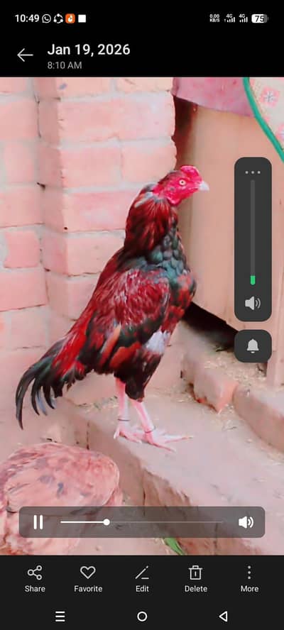 pure mianwali aseel patha