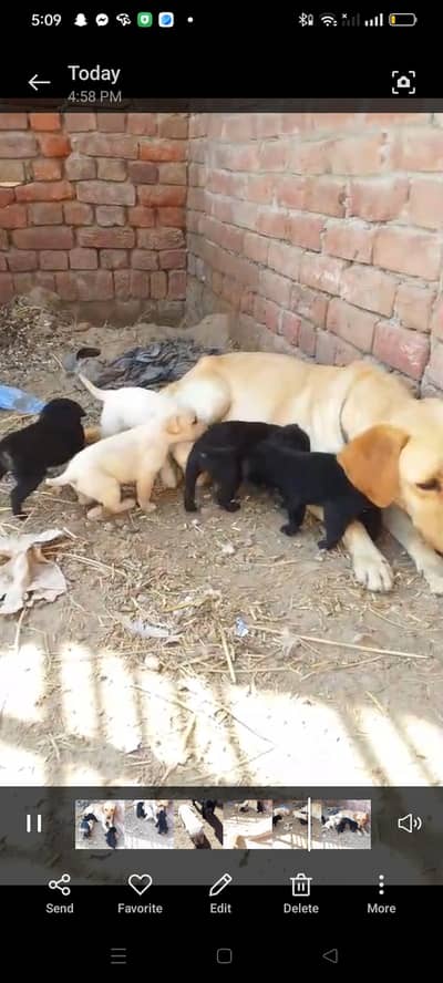 Labrador puppies for sale