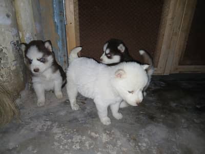 Siberian Husky Puppy | Odd Eyes Husky | Wolly coat | Dog Puppies sale