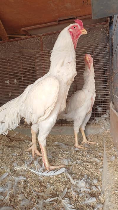 White Shamu Pair | King Shamu | Shamo | Oh Shamo