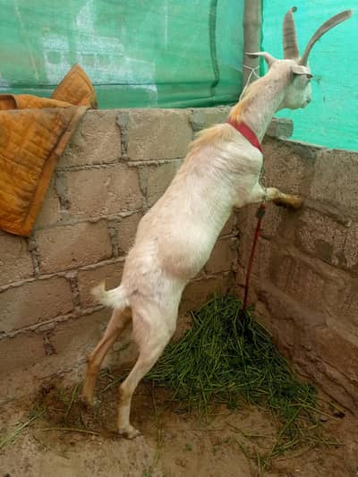 hadreabadi tapra 11 month