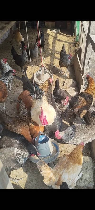 golden misri hens | desi hens | Egg laying hens  misri hens |