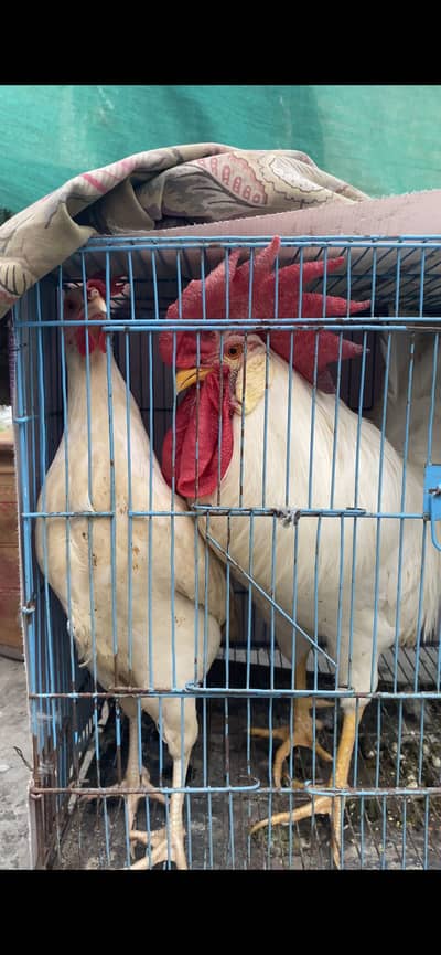 Desi murgha murgi pair egg laying