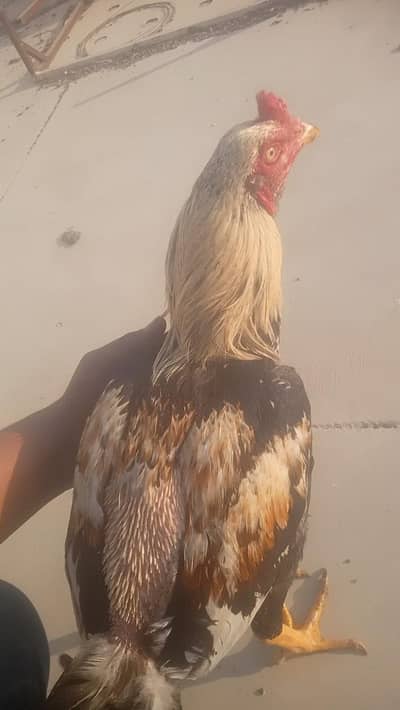 aseel sawa java male murga breaker murga