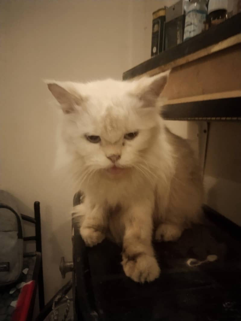 persian cat 0