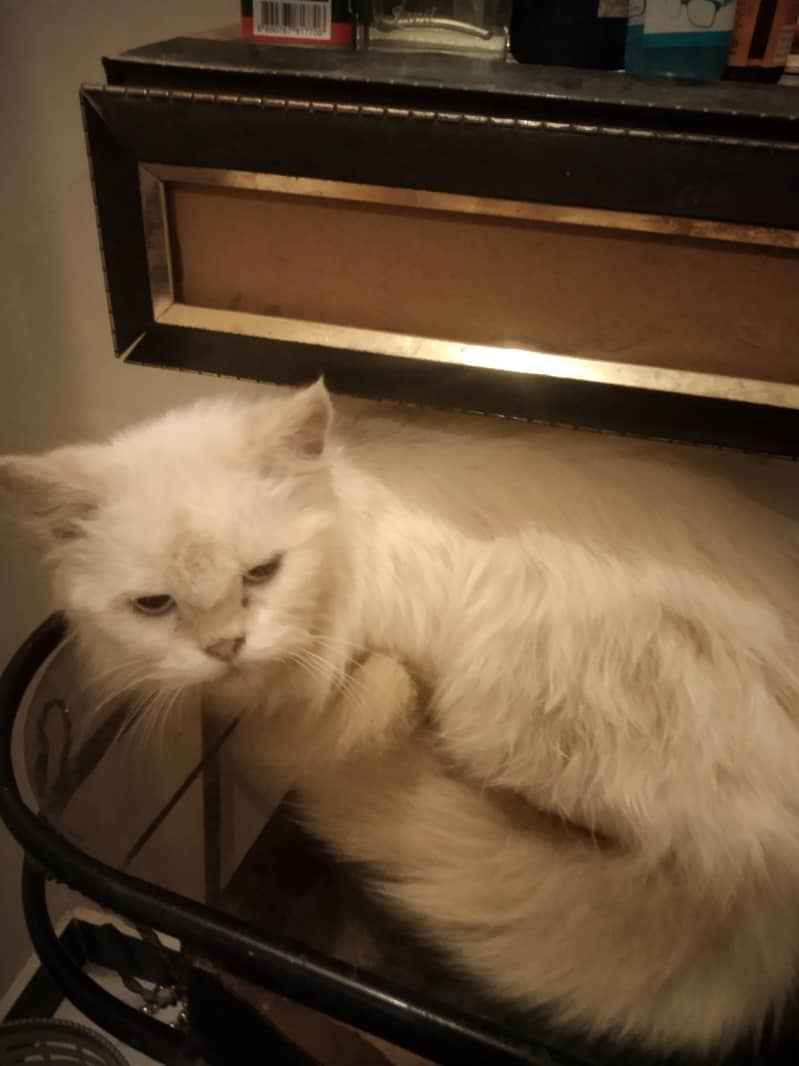 persian cat 1