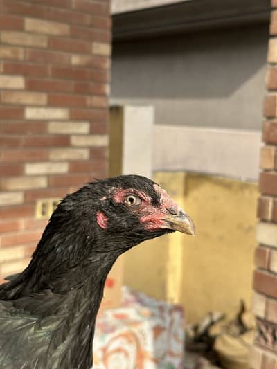 Thai Breeding Females