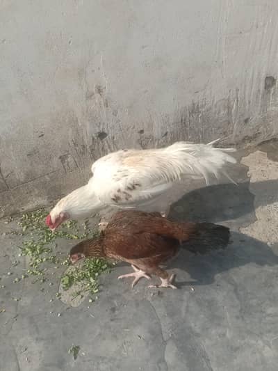 Meinwali Aseel male with 2 aseel females