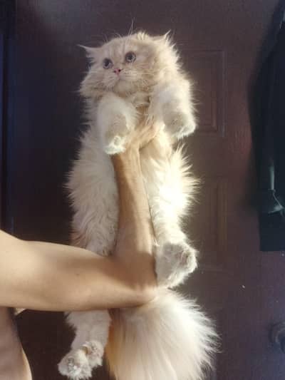 grey eyes Persian male cat