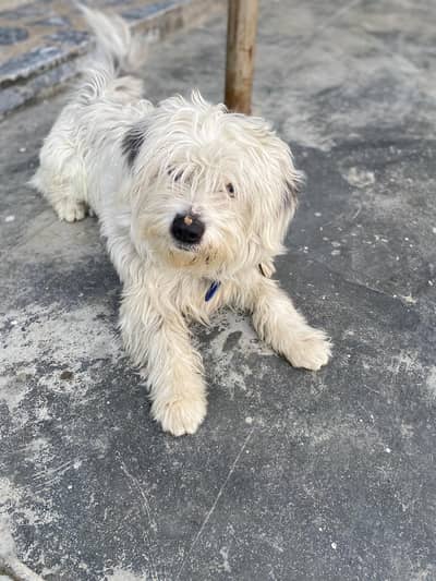 shih tzu age Almost 11month