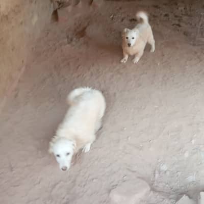 Dog pets male and female  small size