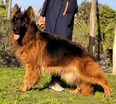 German shepherd breeder female available for sale