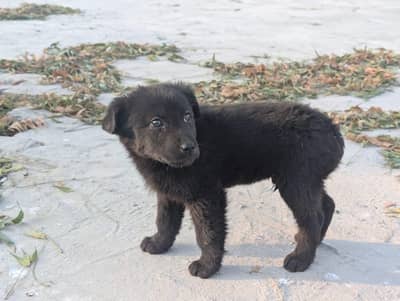 BLACK GERMAN Shepherd