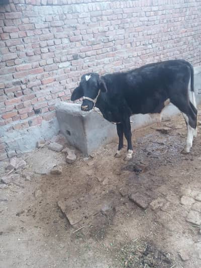 wacha for sale 03221211700