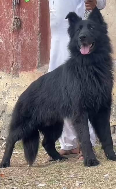 German Shepherd Male Dog / Long Coat / Double Coat / GSD dog