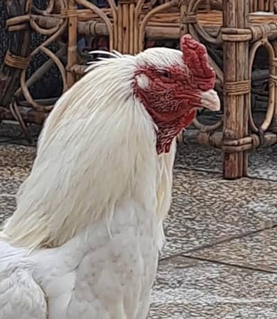 High Quality Old Bloodline