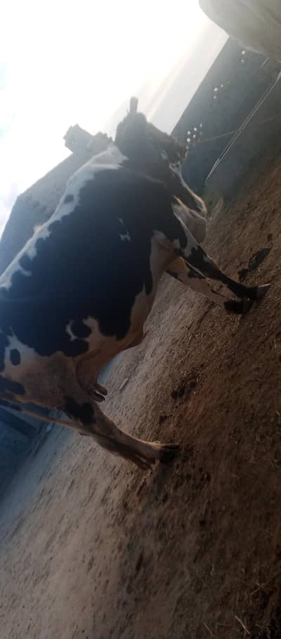 cows Sahiwal Nisal Ferzione