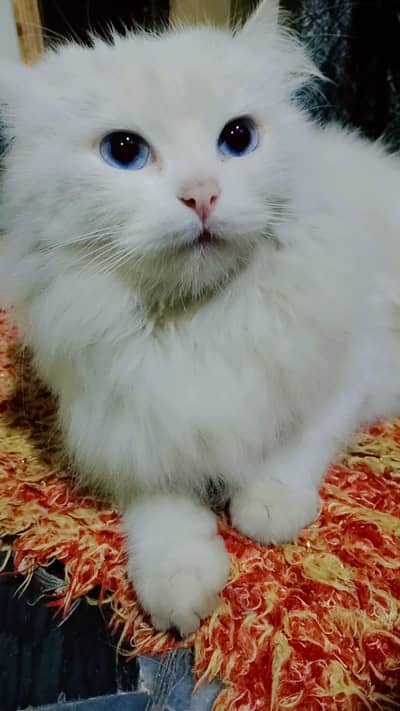 Beautiful Female Persian Cat_ Long Fluffy Fur