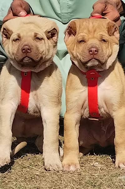 Afghan Kochi / King kurdish kangal pair / Alabai Pair / security Dog