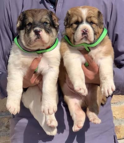 Afghan Kochi / King kurdish kangal pair / Alabai Pair / security Dog