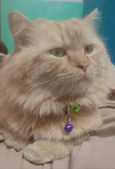 Male Persian Three coated Cat  with package