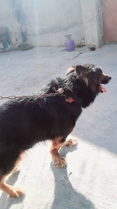 German Shepherd Breeder Male Dog