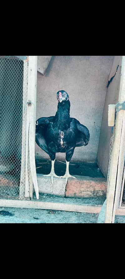 2 Females For Sale. .