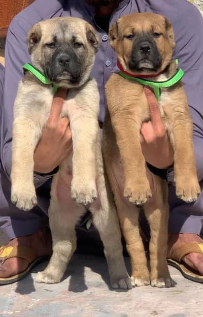 King kurdish kangal pair / Alabai Pair / security Dog / Afghan Kochi
