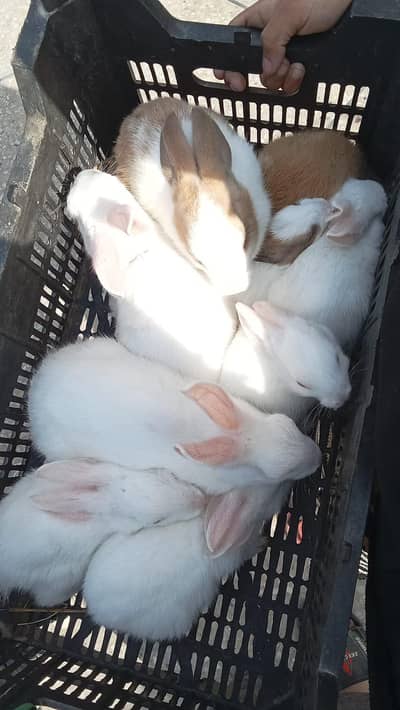 Rabbit for sale
