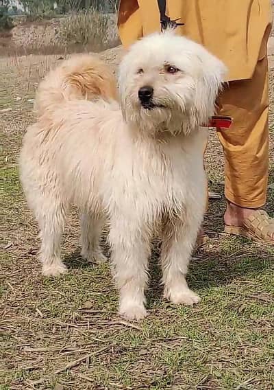 Russian poodle puppy female urgent sale