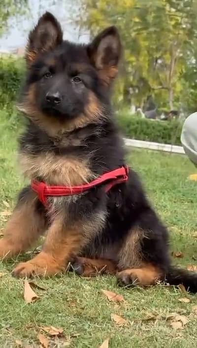 German shepherd puppy