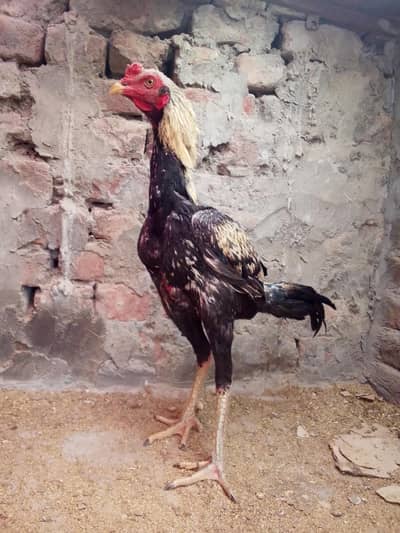 Aseel Murghiyan for Sale – Healthy & Active (Home Raised) Argent sale.