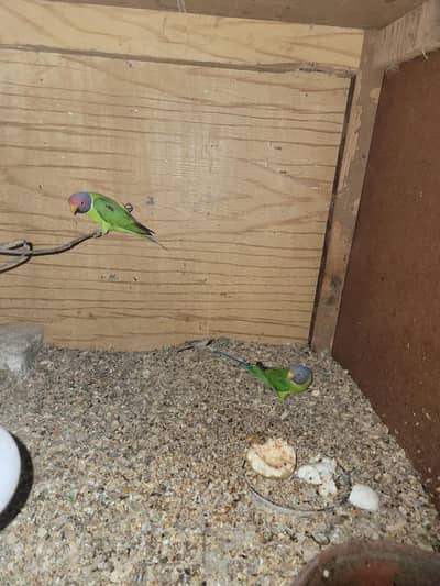 tukey silkies  frizzle multi color golden buff females plumhead pair