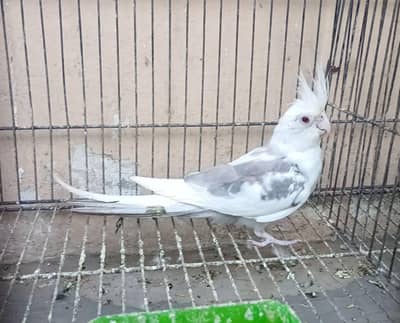 Fellow , common white,white face