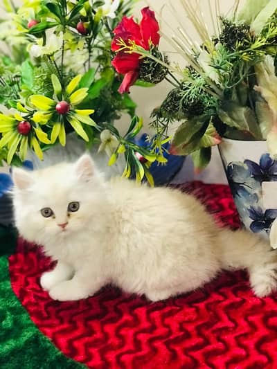 Persian kittens