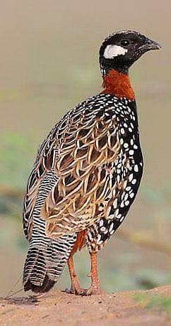 Black teater patha 0