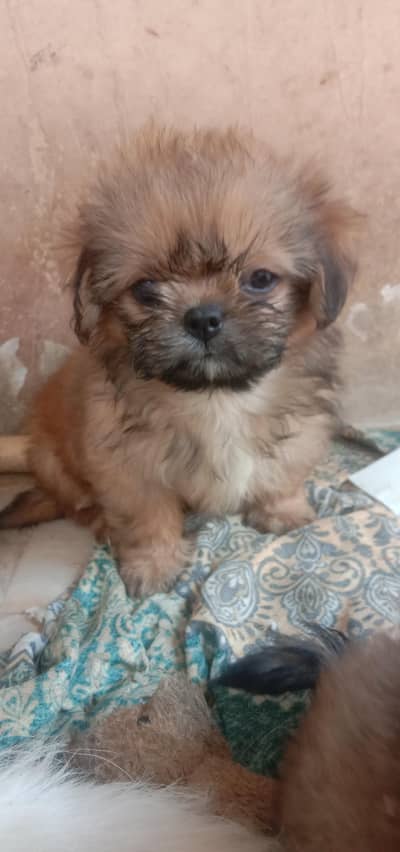 Shihtzu puppy female