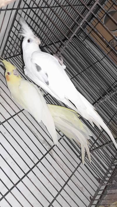 Possible Split Spoted Male Common Pastel Face Female