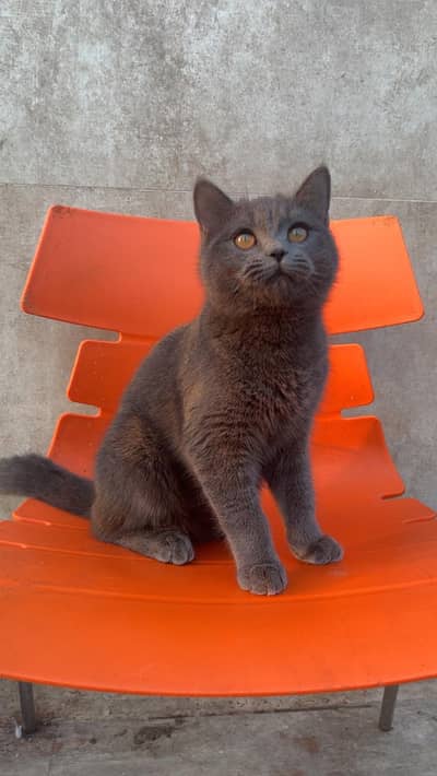 British Shorthair cat available for sale