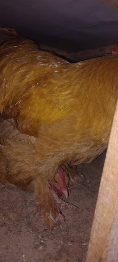 Original Golden heavy buff