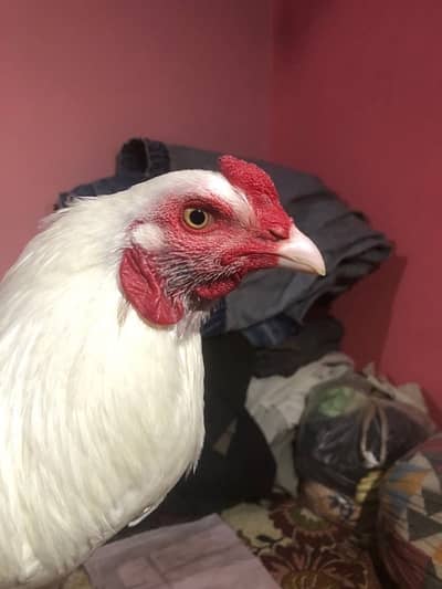 Original pure 3 Aseel heera 03340224783