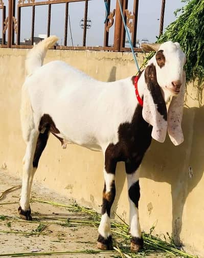 Rajanpuri Bakra For Sale | Healthy & Active | WhatsApp 03278997292
