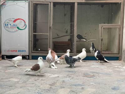 breeder 4pairs sherazi fancy