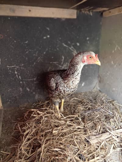 Aseel high quality female available for sale  price ma Kami ho jay gi