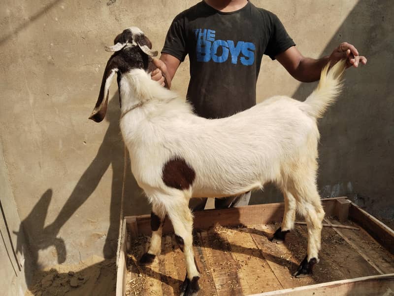 bakra 1
