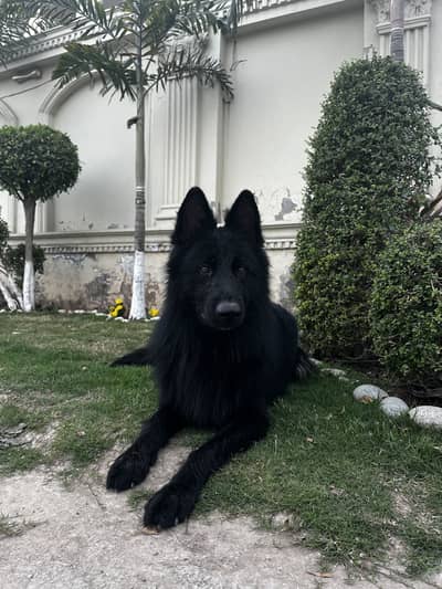 Black shepherd available for stud. pupp on stud deal also available