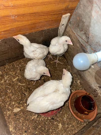 King Size White Oh Shamo  |  Garman Oh Shamo