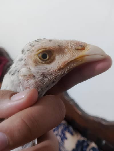 china chickes two female