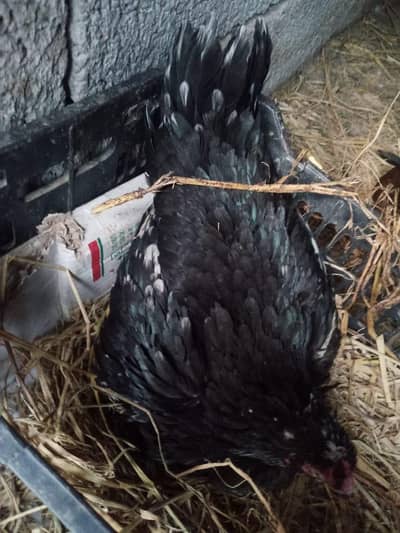 black kruke murgi  03325356348